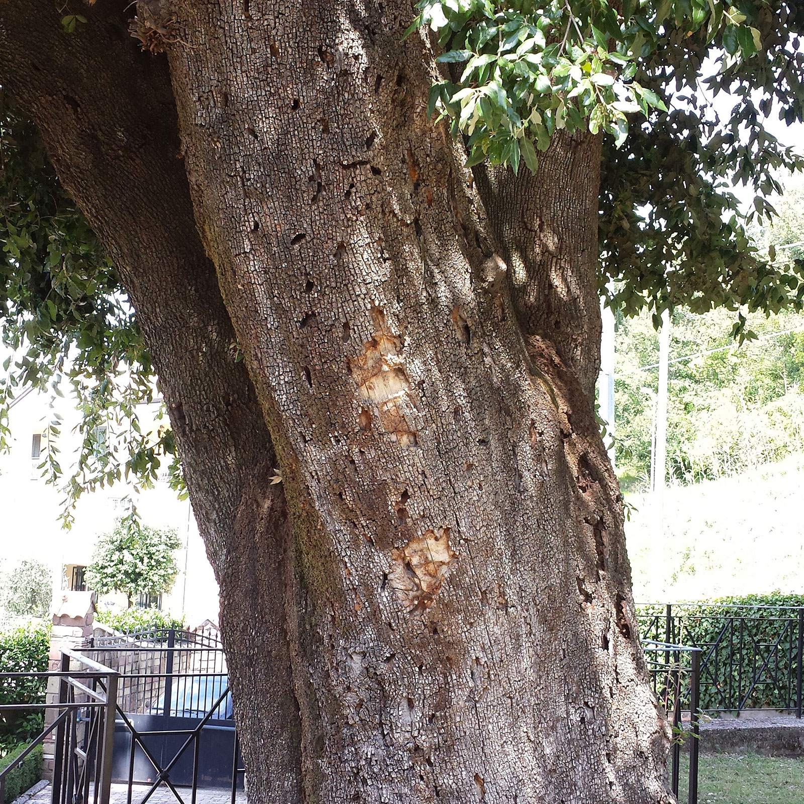 Cerambyx cerdo
